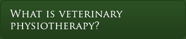 what is veterinary physiotherapy